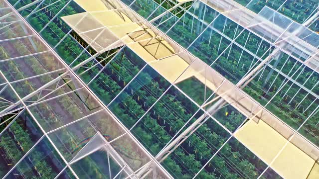 大番茄温室的空中玻璃屋顶视频下载
