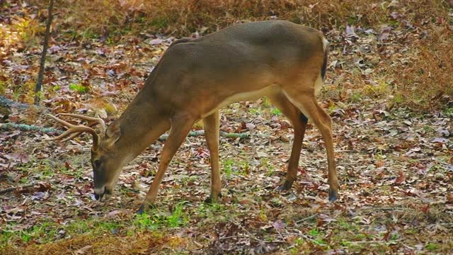 在北卡罗来纳州的森林中觅食的白尾鹿视频下载