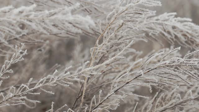 覆盖着冰晶的干草。草枝冻在冰里了。视频素材