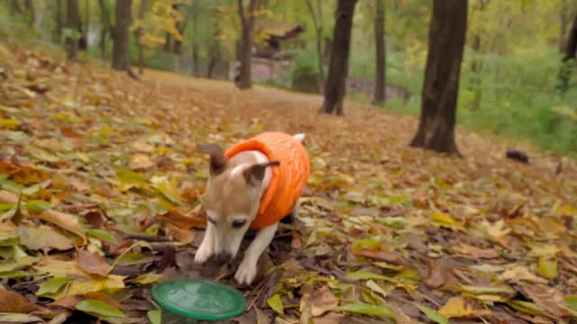 活跃的疯狗在秋天的公园里用落叶玩蓝色的圆盘玩具。视频素材