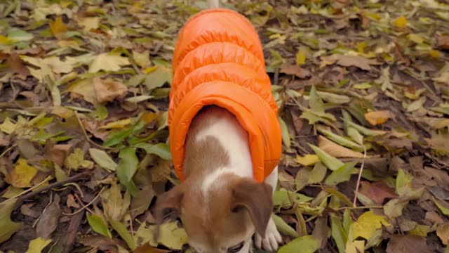 活泼的小狗杰克罗素梗在橙色衣服挖取一个蓝色的圆盘玩具。视频素材