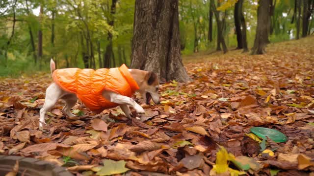 可爱的小狗在橙色的夹克玩秋天公园拿了一个玩具蓝色的磁盘视频素材