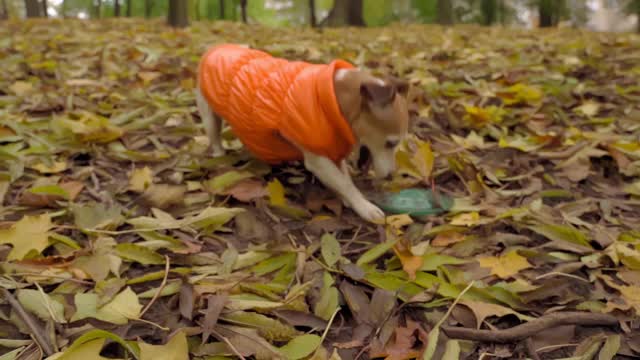 可爱的小狗在橙色的夹克玩秋天公园拿了一个玩具蓝色的磁盘。视频素材