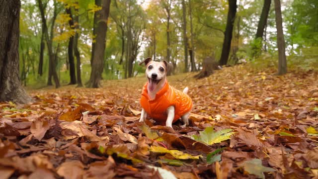 狗不耐烦地要取玩具。穿着可爱的橘色外套，兴奋地等待着视频素材