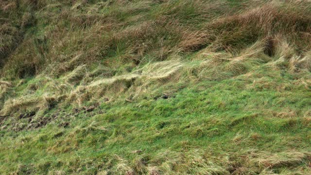 这是一名活跃的老年人在苏格兰西南部偏远乡村散步的无人机照片视频下载