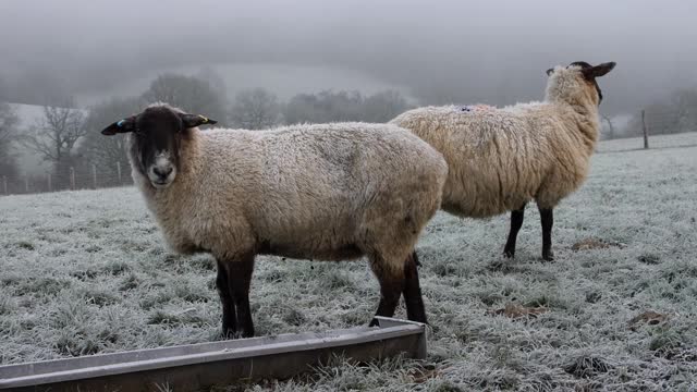 绵羊在冬天霜冻。视频素材