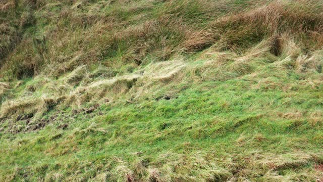 一个活跃的老年人在苏格兰西南部偏远乡村散步的高角度无人机视图视频下载