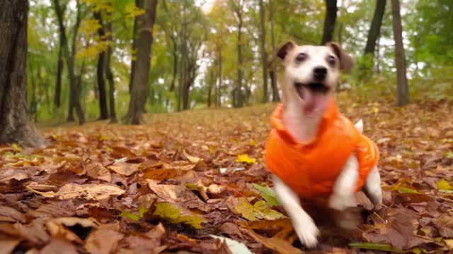 有趣的快乐的微笑玩狗在秋天的公园视频素材