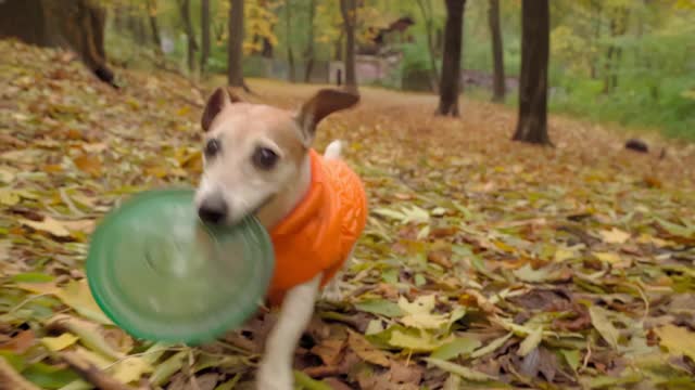 可爱兴奋的狗在秋天的公园里与蓝色的盘玩具在嘴视频素材