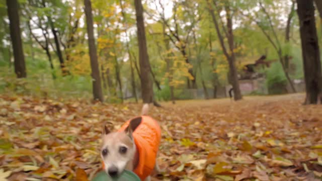 快乐活跃的狗在秋天的公园里玩，嘴里叼着玩具。视频素材