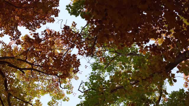 秋叶随风飘动视频素材