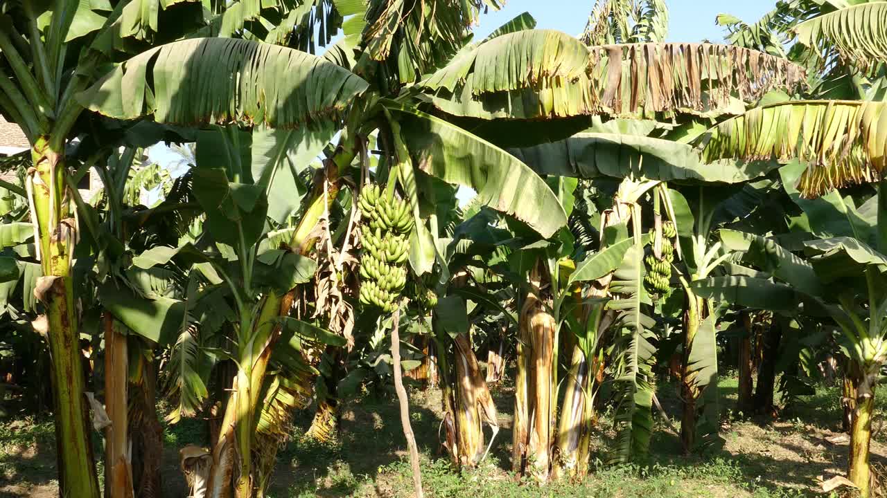 埃及香蕉树种植园-潘视图4k视频下载