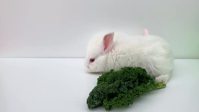 白兔在白色的背景上吃绿草。两只兔子一起跳。视频素材