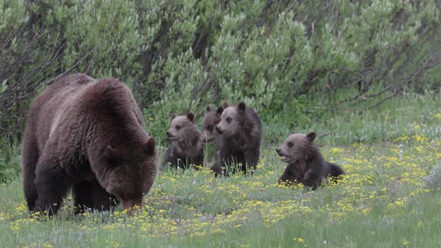 用4K MS拍摄了著名的灰熊#399和它的4只小熊(小熊熊)，它们在不停地寻找食物视频下载