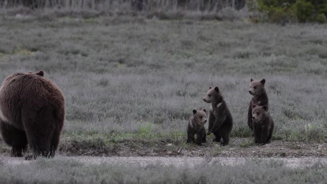 用4K MS拍摄了著名的灰熊#399和它的4只小熊(小熊熊)，它们在不停地寻找食物视频素材