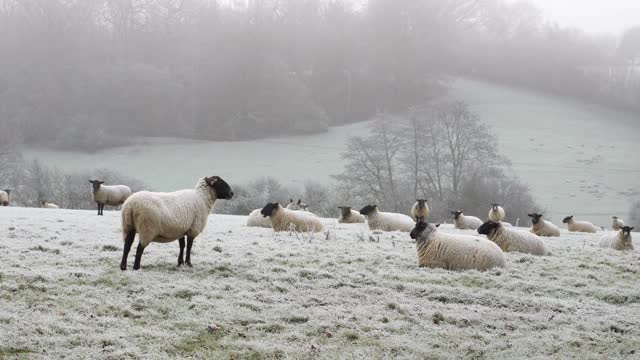 在一个霜冻的冬日早晨，一群羊。视频素材