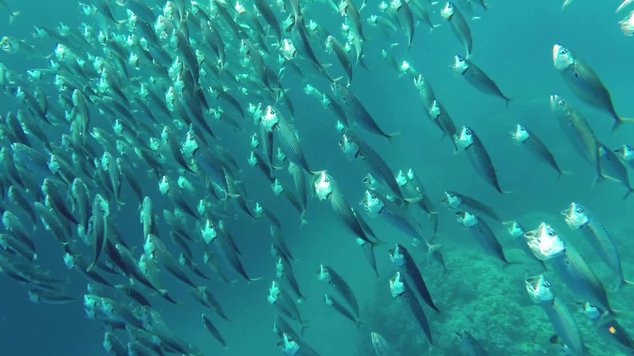 一群在红海觅食的印度鲭鱼视频素材