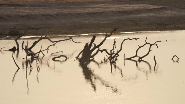 非洲-河水在阳光下闪闪发光视频素材