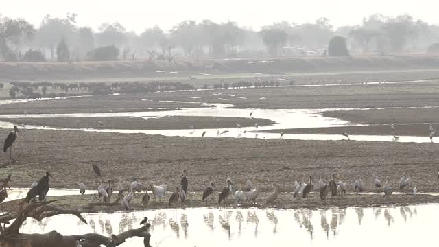 非洲-鸟聚集在河边视频素材