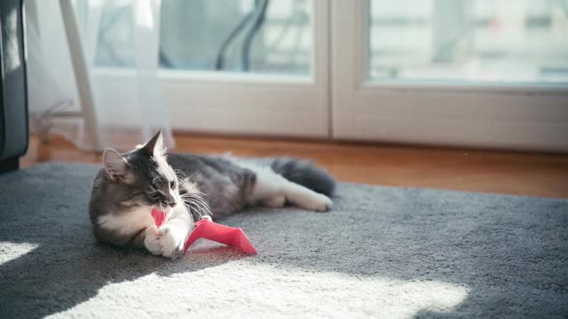 一只可爱的毛茸茸的灰猫在客厅的地毯上玩玩具。视频素材