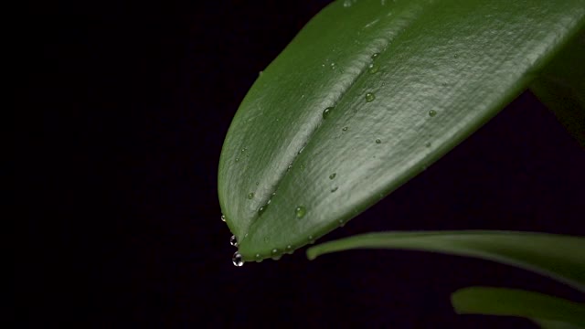 美丽的雨水落在多汁的热带树叶上视频素材
