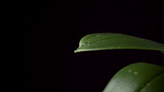雨滴落在绿叶上的特写镜头视频素材