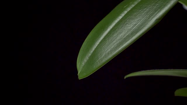 水珠落在新鲜的绿叶上视频素材
