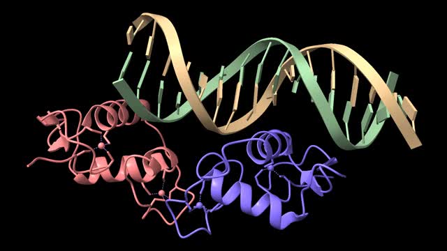 糖皮质激素受体DNA结合域- relb NF-KB反应元件复合物视频素材