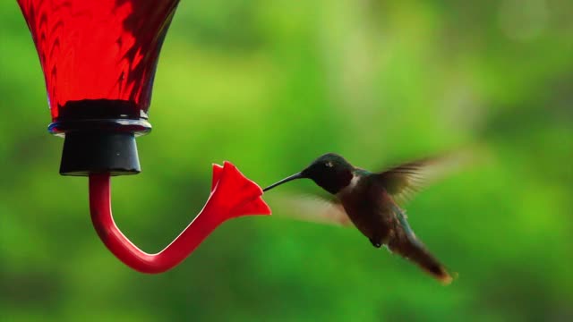 雄性红喉蜂鸟正在吃喂鸟器视频下载