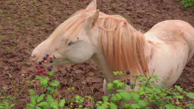 一只粉红色的马在吃黑莓!视频下载