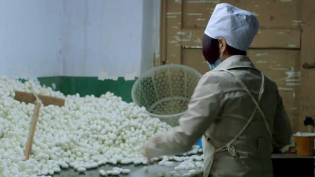 在丝绸工厂里挑选蚕茧的妇女们视频素材