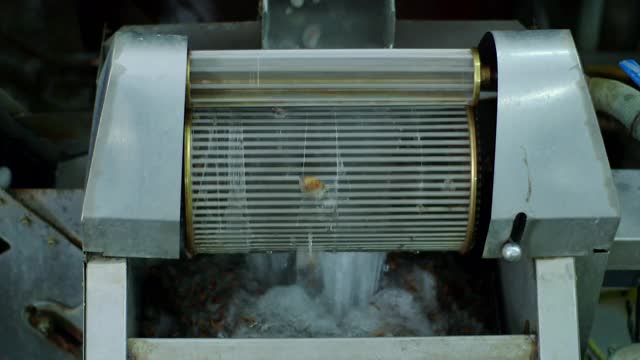 在丝绸工厂从茧中分离出来的蚕视频素材