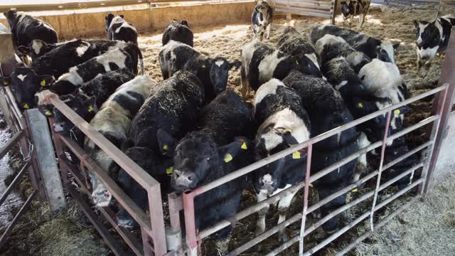 荷尔斯汀的小母牛(母牛犊)在牲口棚里繁殖过冬。视频下载