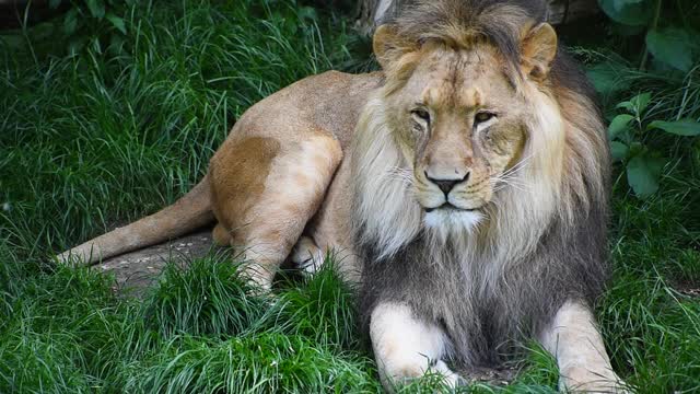 雄性狮子的特写肖像视频素材
