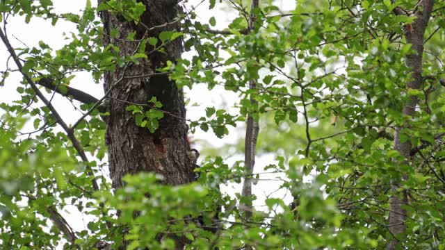 麦哲伦啄木鸟在树上视频素材