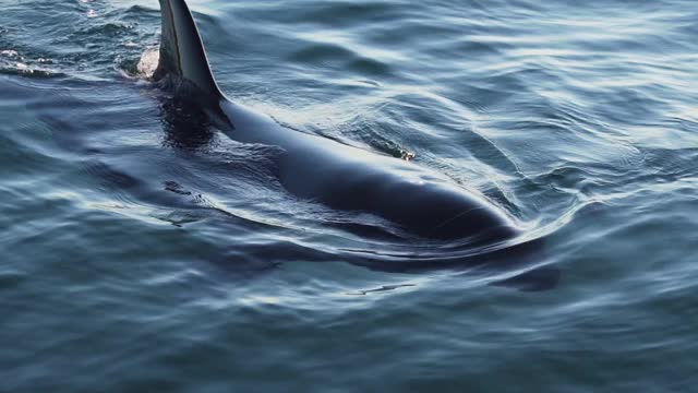 虎鲸呼吸非常近的喷水慢动作视频素材