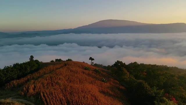 风景优美的无人机拍摄的日出时野生森林山脉上空的美丽雾视频素材