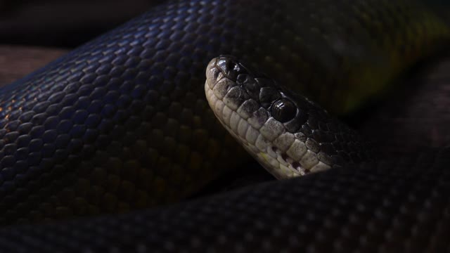 水蟒的蛇视频素材