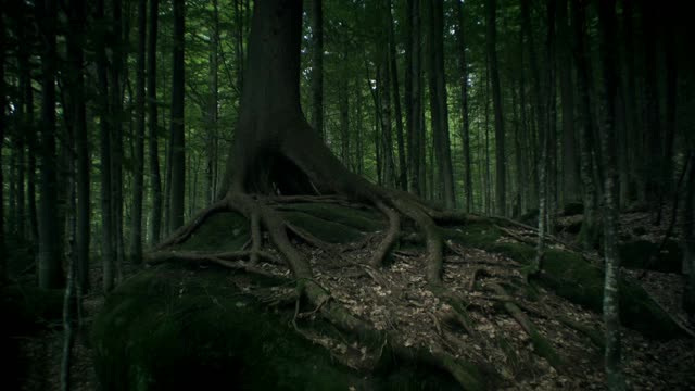 森林中树根裸露的树视频下载