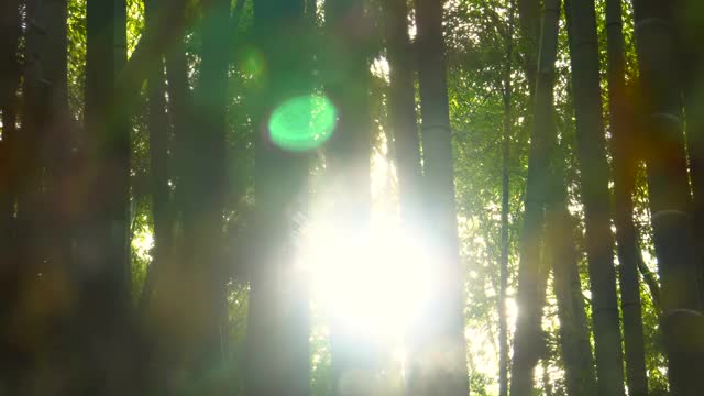 竹林。日光。视频下载
