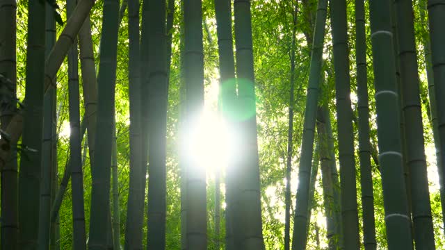 竹林。日光。视频下载