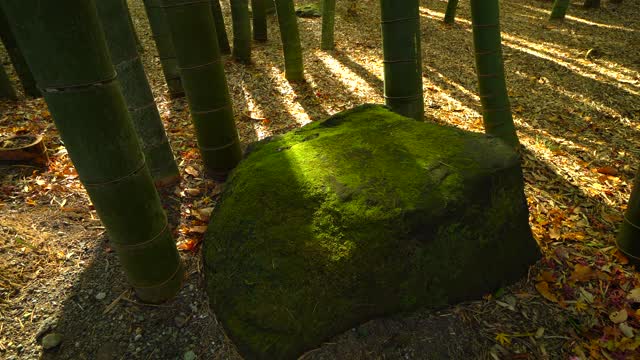 竹花园。石头上的绿苔。视频下载