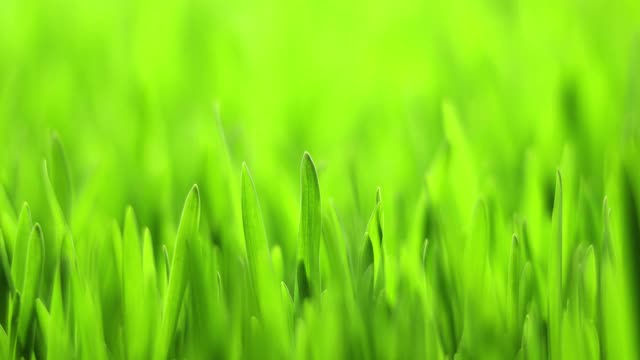 生长绿草，谷物作物的时间流逝，新鲜的小麦植物，春天季节视频下载