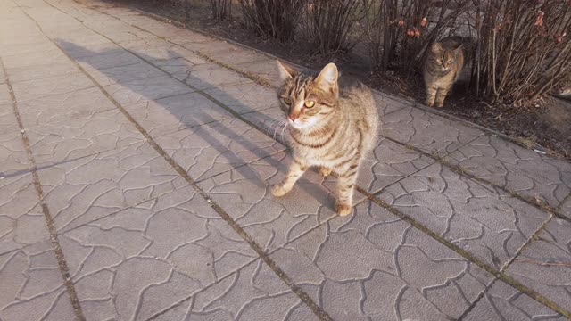 饥饿的猫正在寻找食物在城市附近的房子，流浪猫家庭视频素材