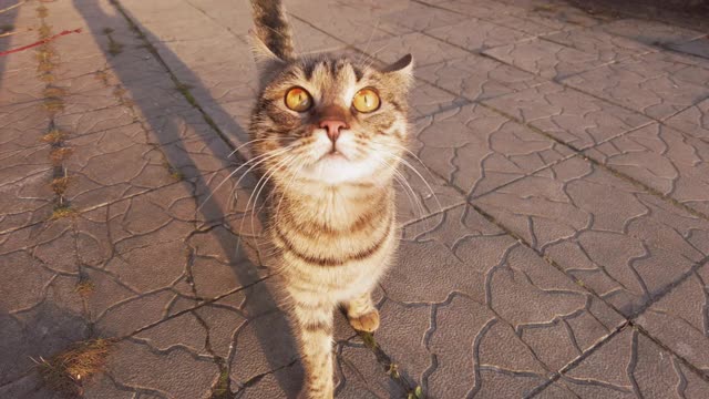 好奇的灰色无家可归的猫看起来很有趣的相机在冬天的街道，日落视频素材