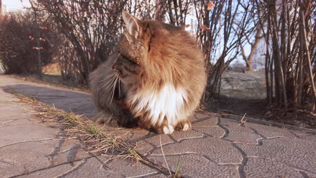 好奇的灰色无家可归的猫看起来很有趣的相机在冬天的街道，日落视频素材
