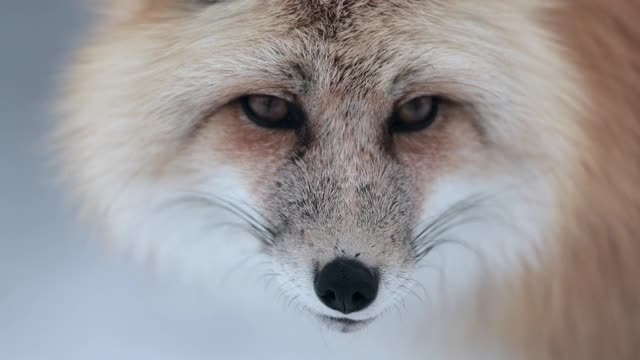 TS 4K慢镜头近距离拍摄一只红狐(Vulpes Vulpes)站在雪中视频下载