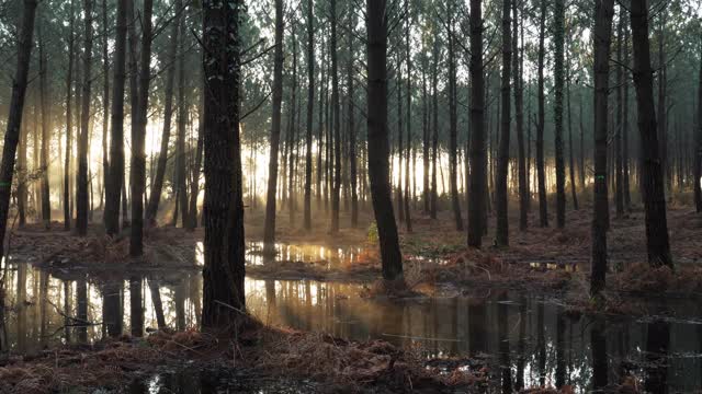 法国新阿基坦的兰德斯森林。视频下载