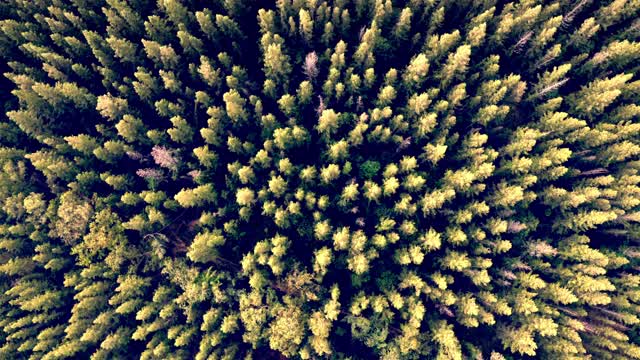 鸟瞰图夏季绿色松树在森林视频素材