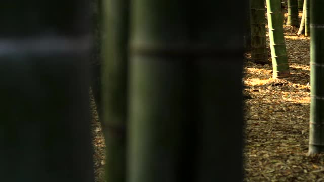 竹林。光和影视频下载